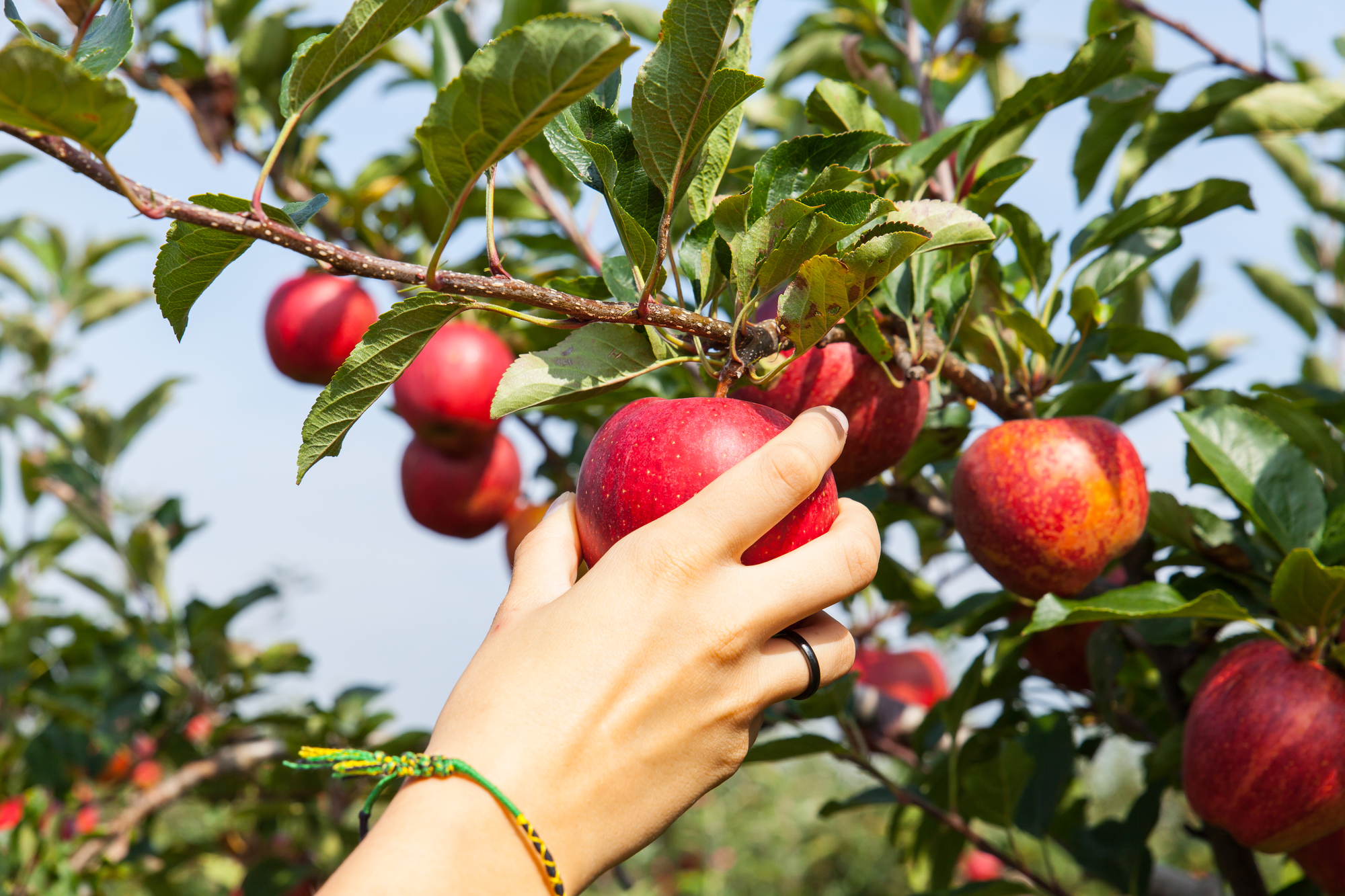 Apple Picking San Diego 2024 - Orel Tracey